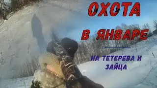 Супер охота в январе. Охота на тетерева и зайца!