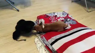Бассенджи и шапка.