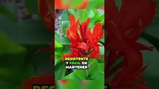 🌺 Plantas del Verano: Lantana, Hibisco, Caña de Indias, Buganvilla | Parte 6 ☀️