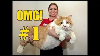 😸 Cute and Funny Cat Videos to Keep You Smiling all Day! | Part 1