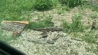 Baby Killdeer! Family guarding nest