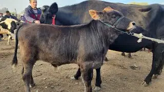 Ashaddiy Obunachilar Uchun Buvayda Yangiqo'rg'on Mol Bozori Ko'rib Mazza Qiling