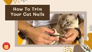 Cat Grooming: How To Trim Your Cat Nails