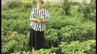 Горчица, как сидерат