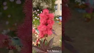 Клещевина  ( Сибирская пальма)