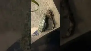 The baby has arrived🌊This baby just hatched from his egg case! 