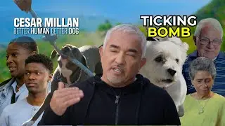 How Calm Leadership Transforms Even the Most Aggressive Dogs | Better Human Better Dog | S02E08