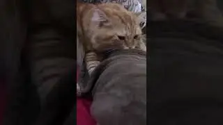 Pussy massage