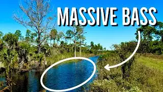 This TINY CANAL has BIG BASS! 😳 (Topwater Action)