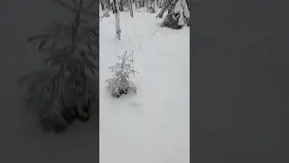 Наткнулся на лисий след и не только!