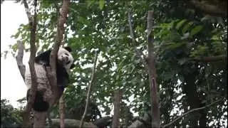 WWF Cookstove project, benefiting the natural habitat of the Giant Panda