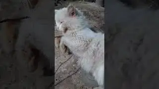 Барсик кот