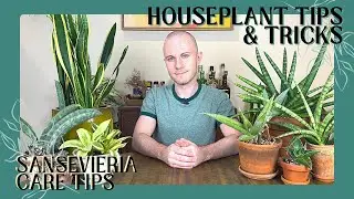 How To Care For Sansevierias | Houseplant Tips & Tricks Ep. 28