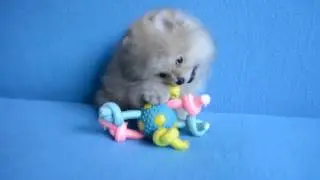 22,01,2017 pomeranian