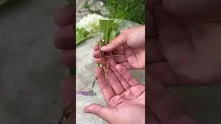 Как черенковать гортензии 