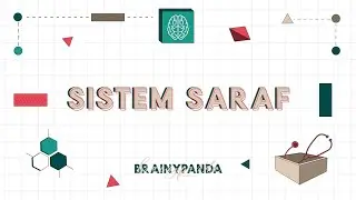 Sistem Saraf (Overview) | Ilmu Biomedik Dasar | Brainy Panda
