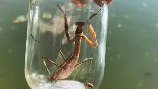 6 pound bass vs massive praying mantis (not what I expected)