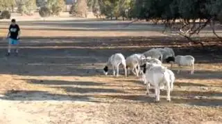 Fuck you sheep