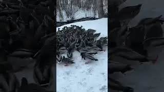 Кормим уток 🥰 #animals #утки #природа #дикаяУтка #ducks