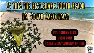 Shark Teeth Hunting Tips & Tricks. Big Beach Finds in South Carolina after Hurricane