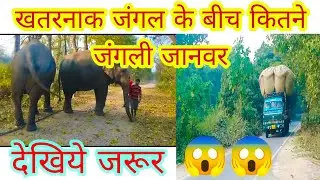 बहुत ही खतरनाक जंगल के बीच, कितने जंगली जानबर है, देखना जरूरी😱😱