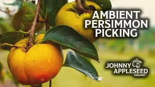Ambient Persimmon Picking | Beautiful Fall Morning at Congaree and Penn
