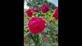 Розовый сад.20.05.24.