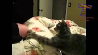 Funny animal compilation