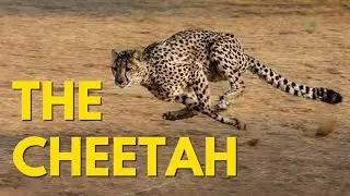 speed Kings: Land vs Air.  fastest animal