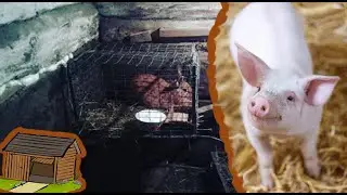 Купил свинью в 15 лет\ Школьник фермер...