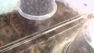 Кормушка Василек