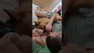 🐶 Джеки #джеки # бельгиец#собаки #животные #рекомендация #приколысживотными