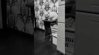 Британская против Сиамской. Кошачья битва😁😁😁