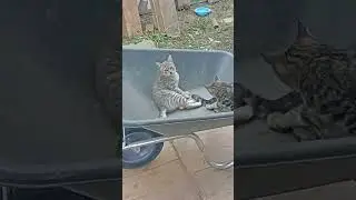 Мои котята