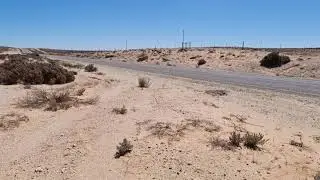 Desert Shark?