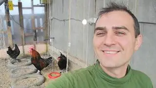 Chicken from England for 7400, our experience with Page of Hope