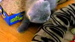 Scottish fold kitten very cute
