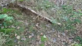 КАЛИНИНГРАД!!ТАИНСТВЕННЫЙ ЛЕС НА КУРШСКОЙ КОСЕ! ОСЕНЬ!