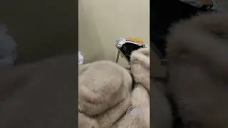 Норковая шуба. Приёмка в химчистку.