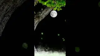 BLACK Screen video || Chand aur Tare aur  pair paudha wala background template video