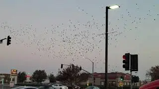 Los banos pigeons