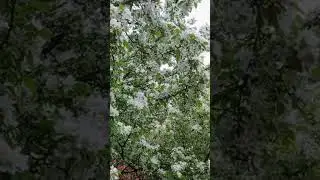 Яблоневый снег