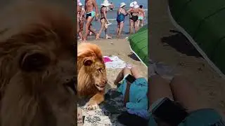 Anapa🤣. A lion on the beach. Don't touch the lion. He may have fleas. Joke