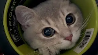 Will kitten Marie be able to survive in her foster home? ?