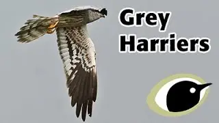 BTO Bird ID - Grey Harriers