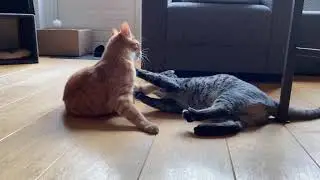 Blixem and Bruce playing