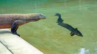 This Komodo Dragon Attacked the Wrong Prey and Paid Dearly for it!