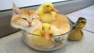 These little ducks love this kitten so much