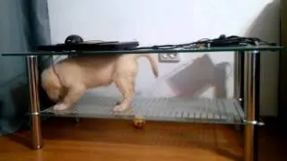Toby nu poate scoate mingea de sub masa