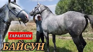 байсун ГАРАНТИЯ АТТАРДЫН БИРИ УЛУКМЫРЗАДА